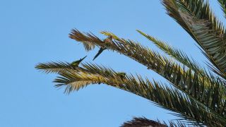 2023-11-GranCan-Maspalomas_Oasis-42.jpg